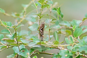 Grasshopper on Thorny Plant