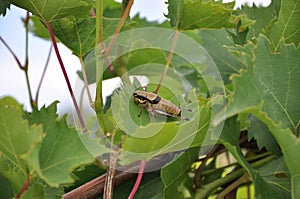 Grasshopper to the green vine leaf