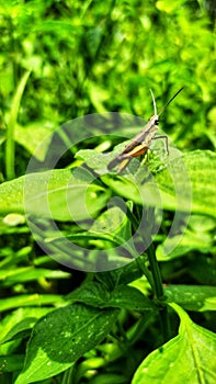 Grasshopper in the top green  leaves, macro picture nature