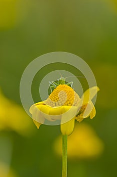 Grasshopper on top of a marigold