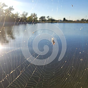 Grasshopper Trapped in a Web
