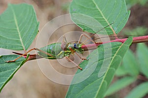 Grasshopper on the tree branch