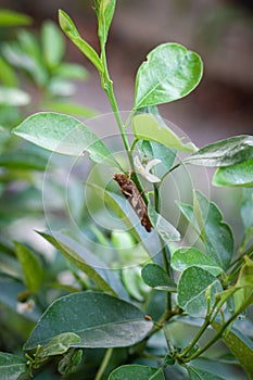 Grasshopper on the tree branch, green leaves