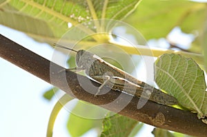 Grasshopper on a tree between leaves