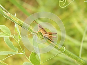 Grasshopper on twig