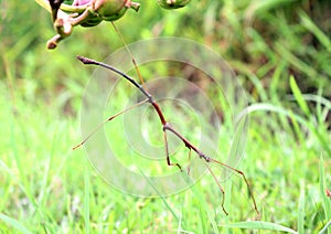 Grasshopper Twigs That Are Walking Slowly