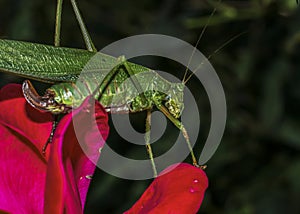 Grasshopper up close on red knockout rose Horizontal photo dark background