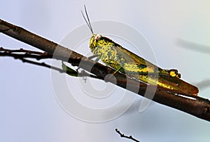 Grasshopper Valanga nigricornis in close-up