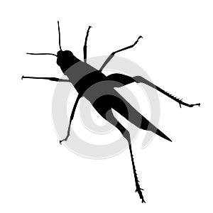 grasshopper vector silhouette on white isolated background