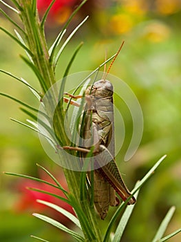 Grasshopper, vertical