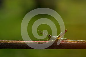 Grasshopper on vertical stalk