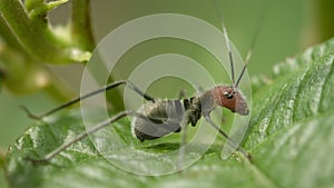 Grasshopper is very similar to the dangerous ant. Mimicry in nature of Thailand