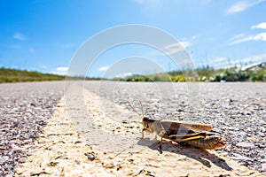 Grasshopper Waiting For a Ride on a Quiet Road