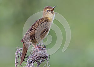 Grasshopper Warbler Bird Singing its Reeling Song