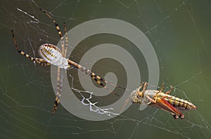 Grasshopper in the web