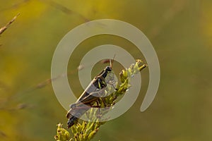 Grasshopper on a weed stem.