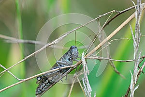 Grasshopper on a weed stem.