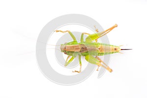 Grasshopper on white . animal isolated on a white background