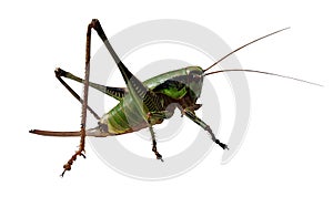Grasshopper on white