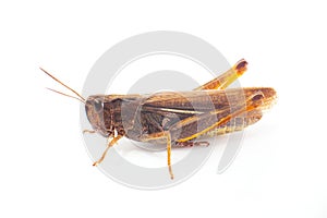 Grasshopper on white background . animal isolated on a white background