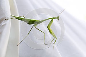 Grasshopper on white background. Life of a Giant Green Praying Mantis, it is predatory insect species inhabiting grasslands