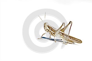 Grasshopper on a white car photo