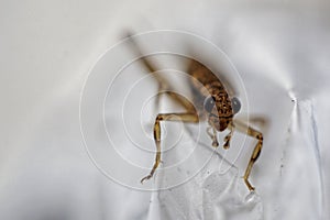 A grasshopper with white isolated