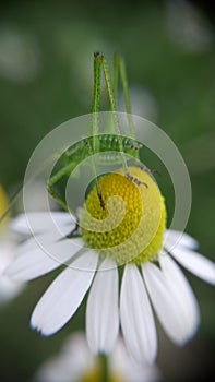 Grasshopper on white margarite flower macro photo photo