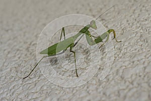 Grasshopper
