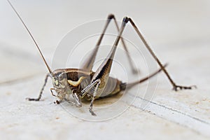 Grasshopper on the white wall. Close up. Macro