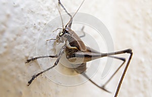 Grasshopper on the white wall. Close up. Macro