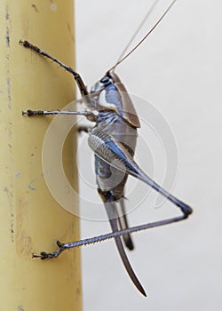 Grasshopper on the white wall. Close up. Macro