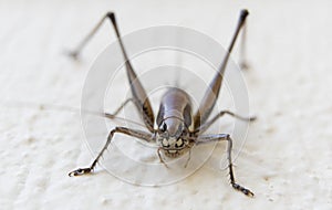 Grasshopper on the white wall. Close up. Macro