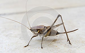 Grasshopper on the white wall. Close up. Macro