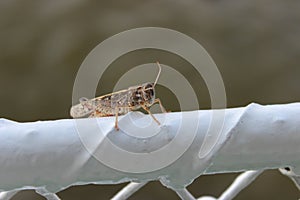 A grasshopper who accidentally flew on a ship sailing along the Volga.