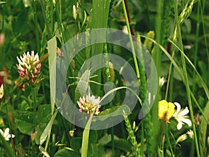 Grasshopper on wild forest flower