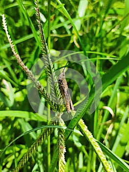 Grasshopper on wild grass, simply on complexity