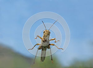 A grasshopper on windshield