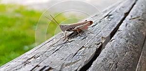 Grasshopper on wooden beam