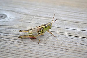 Grasshopper On Wooden Walkway Of Conservation Area photo