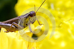Grasshopper on a yelllow flower photo