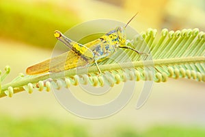 Grasshopper yellow on branch of trees with copy space add text select focus with shallow depth of field