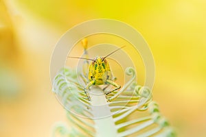 Grasshopper yellow on branch of trees with copy space add text select focus with shallow depth of field