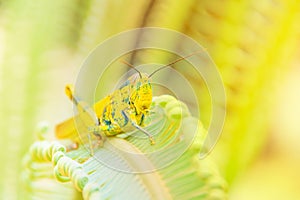 Grasshopper yellow on branch of trees with copy space add text select focus with shallow depth of field