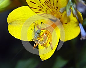 Grasshopper on yellow day lily