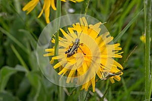 grasshopper on a yellow flower