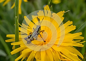 grasshopper on a yellow flower