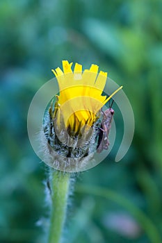 grasshopper on a yellow flower