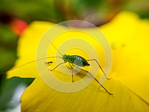 Grasshopper on yellow flower macro image