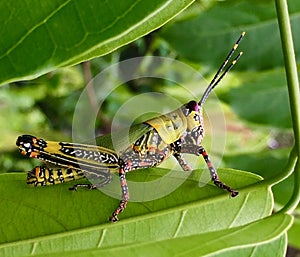 Variegated Grasshopper photo